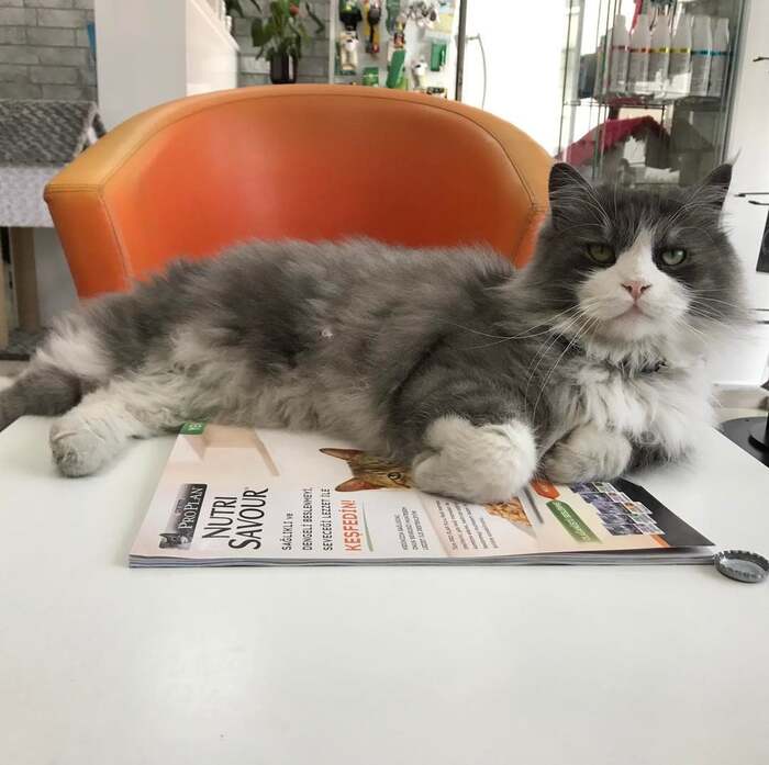 kittypuppyvet.com