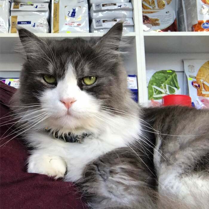 kittypuppyvet.com